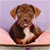 adoptable Dog in , CO named Mama Heidi Pup - Bella