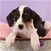adoptable Dog in , CO named Mama Heidi Pup - Francine