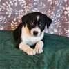 adoptable Dog in , CO named Mama Heidi Pup - Henrietta