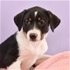 adoptable Dog in , CO named Mama Heidi Pup - Henrietta