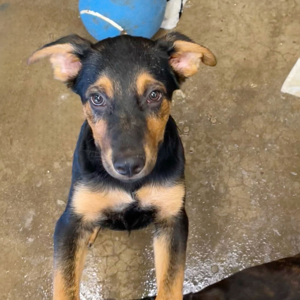 adoptable Dog in Englewood, CO named Momma Liberty Pup - Oklahoma