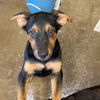 adoptable Dog in  named Momma Liberty Pup - Oklahoma