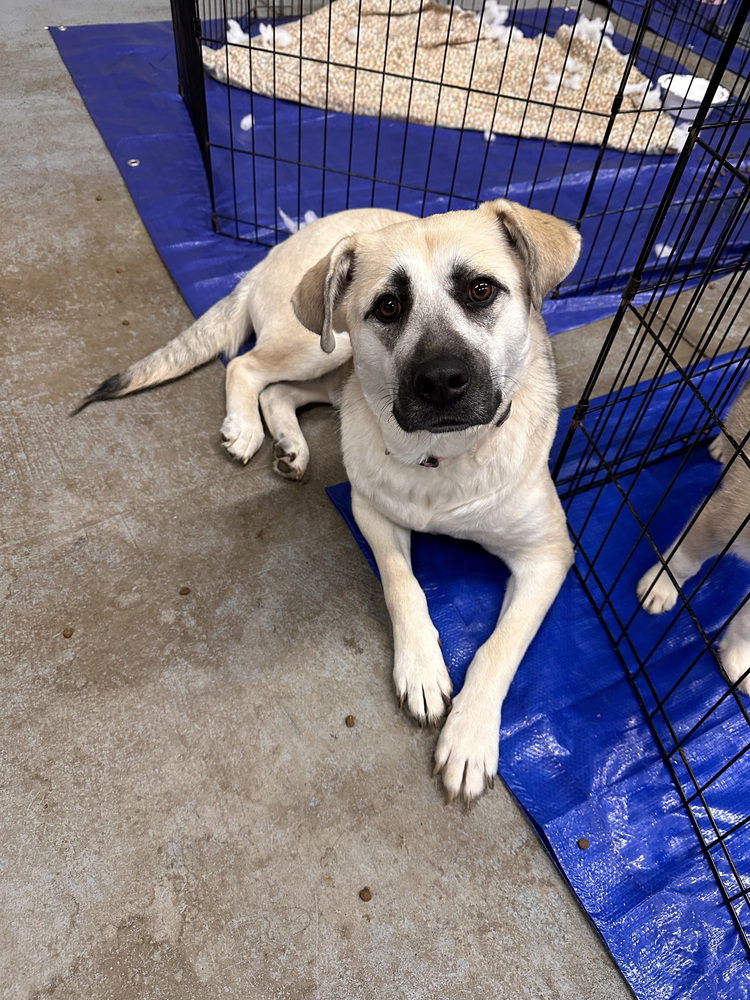 adoptable Dog in Englewood, CO named Mama Sienna