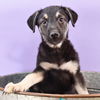 adoptable Dog in Englewood, CO named Pawsh Puppies - Morrison