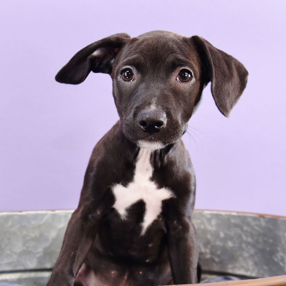 adoptable Dog in Englewood, CO named Alora's Pup -  Angel