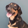 adoptable Dog in  named Oh Paw-lease - Grazie