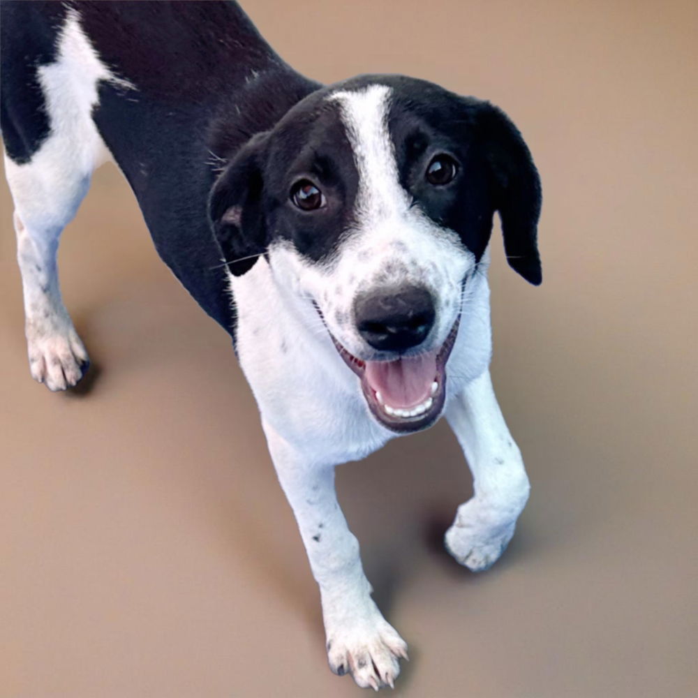 adoptable Dog in Englewood, CO named Momma Tulip Pup - Ballerina