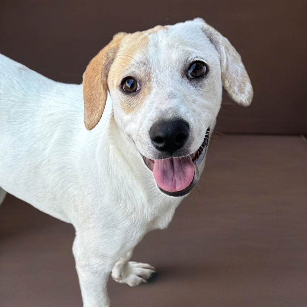 adoptable Dog in Englewood, CO named Momma Tulip Pup - Parrot