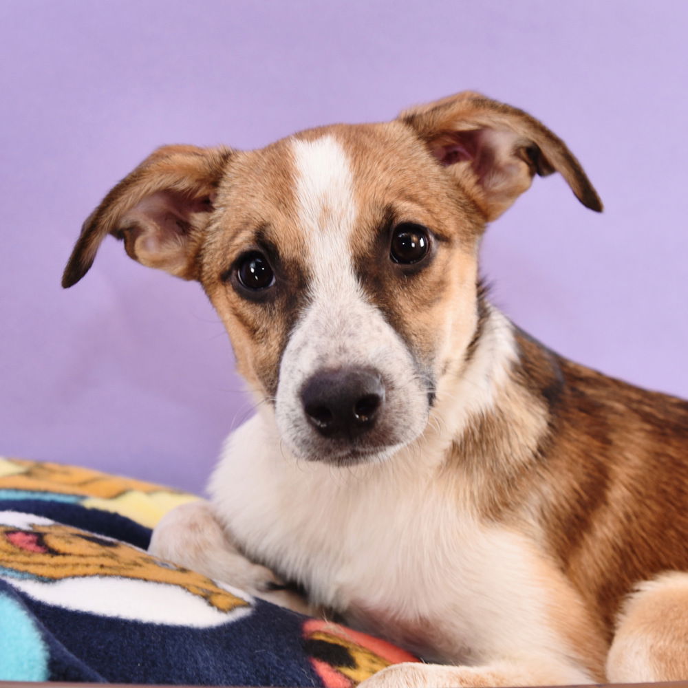 adoptable Dog in Englewood, CO named Luau Litter -  Lei