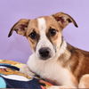 adoptable Dog in Englewood, CO named Luau Litter -  Lei