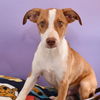 adoptable Dog in  named Luau Litter - Pineapple