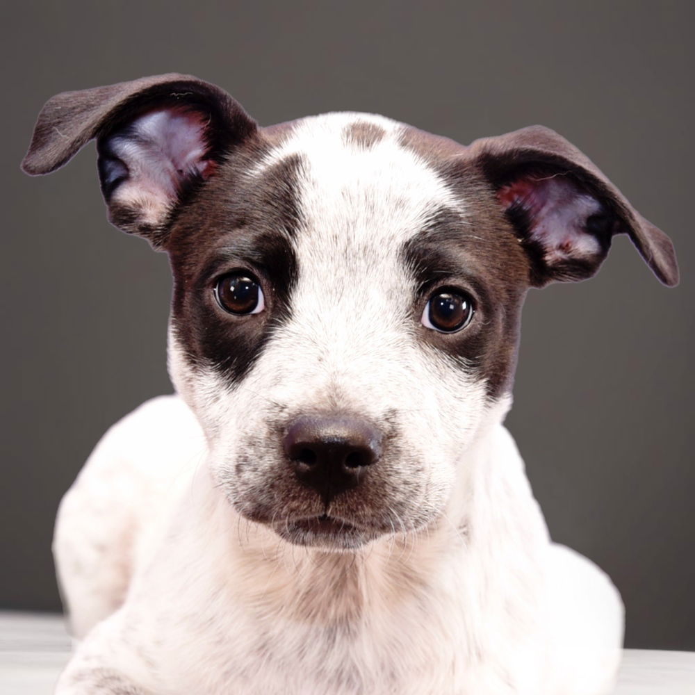 adoptable Dog in Englewood, CO named Beach Babes - Sandcastle