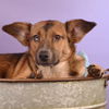 adoptable Dog in  named The Sewing Litter - Zipper