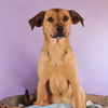 adoptable Dog in  named The Sewing Litter - Button