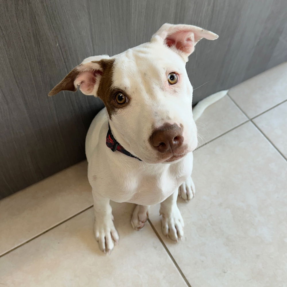 adoptable Dog in Englewood, CO named Block Party - Barbecue