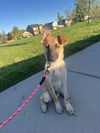 adoptable Dog in Englewood, CO named Bridgerton - Daphne