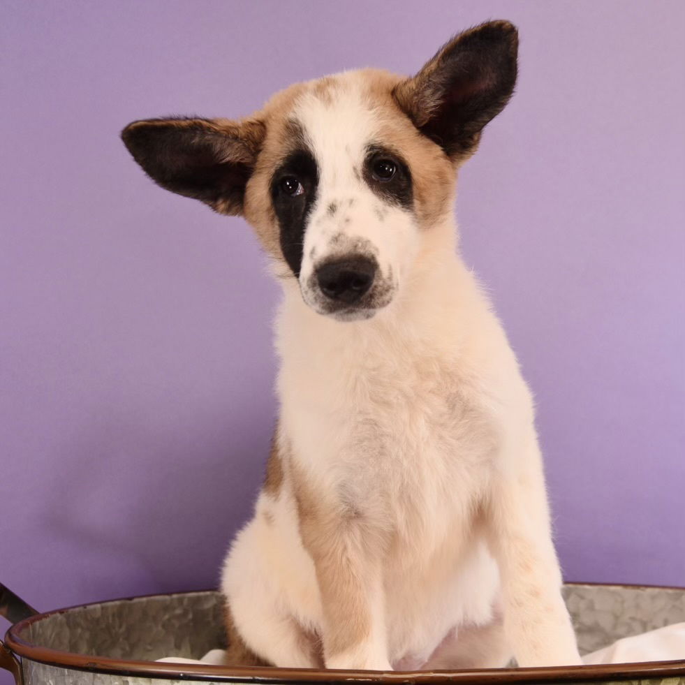 adoptable Dog in Englewood, CO named Bees Knees -  Apinae