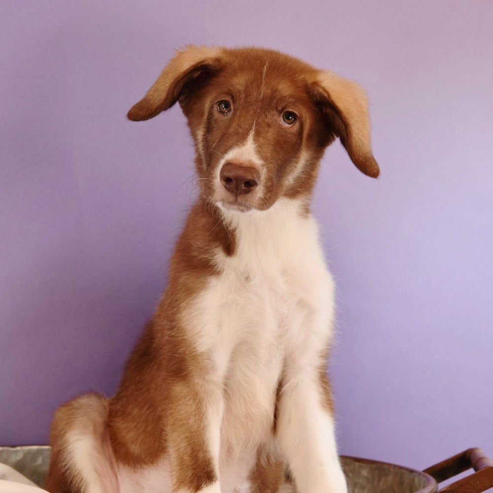 adoptable Dog in Englewood, CO named Bees Knees - Carpenter