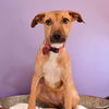 adoptable Dog in , CO named Junebug