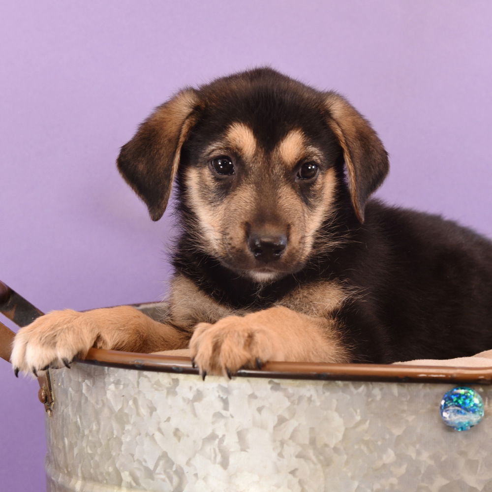 adoptable Dog in Englewood, CO named Astrology Litter - Aries