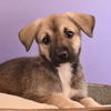 adoptable Dog in , CO named Astrology Litter - Capricorn