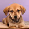 adoptable Dog in , CO named Astrology Litter -  Leo