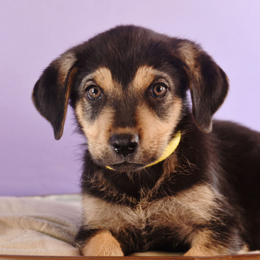 adoptable Dog in Englewood, CO named Astrology Litter -  Libra