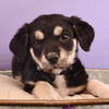 adoptable Dog in , CO named Astrology Litter -  Pisces