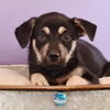 adoptable Dog in Englewood, CO named Astrology Litter - Taurus