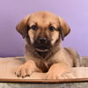 adoptable Dog in Englewood, CO named Astrology Litter - Virgo