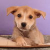 adoptable Dog in Englewood, CO named Astrology Litter - Scorpio