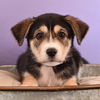 adoptable Dog in  named Astrology Litter - Sagittarius