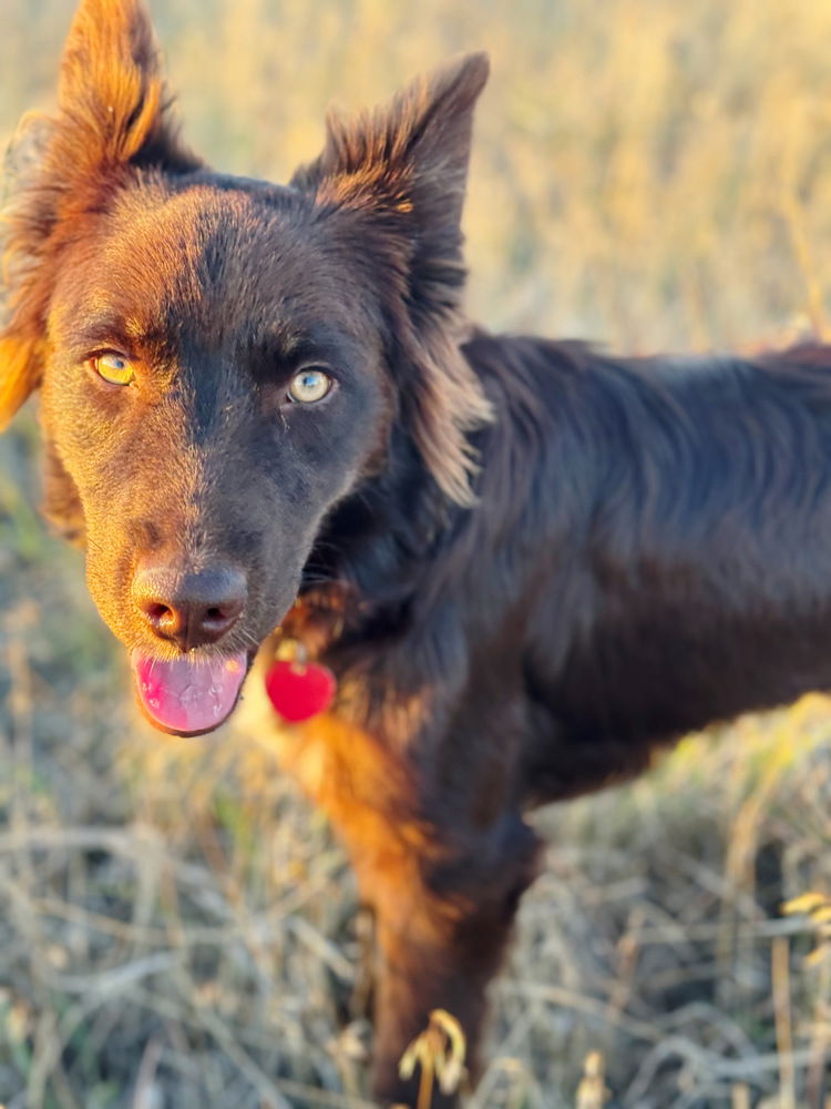 adoptable Dog in Englewood, CO named Lovely Lily