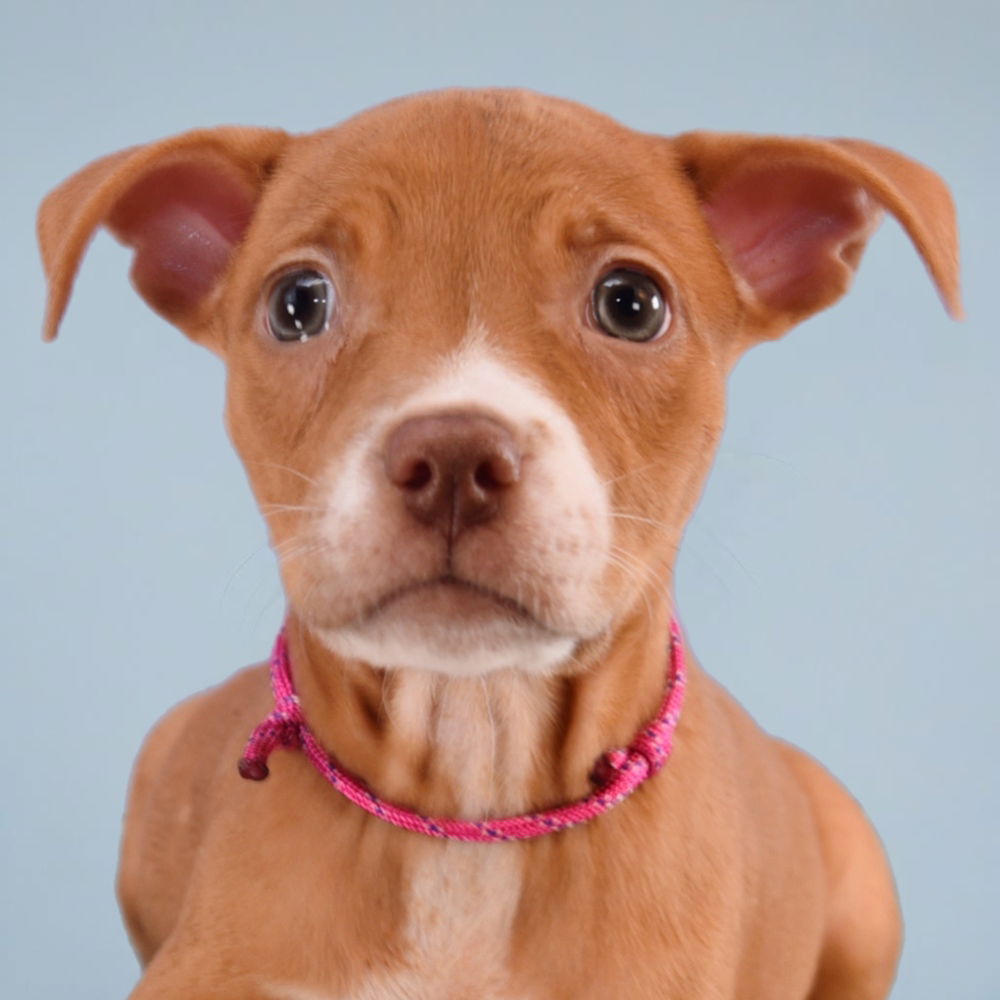 adoptable Dog in Englewood, CO named Dinosaurs - Brontosaurus