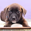 adoptable Dog in  named Mama Freya Pup - Thor