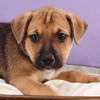 adoptable Dog in  named Mama Freya Pup - Sigyn