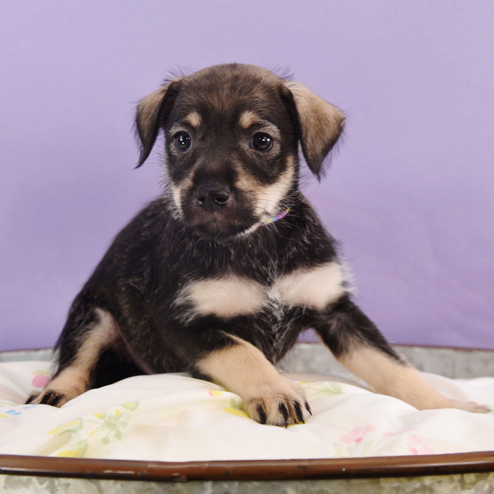 adoptable Dog in Englewood, CO named Mama Freya Pup -  Frigg