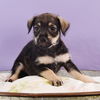 adoptable Dog in  named Mama Freya Pup -  Frigg