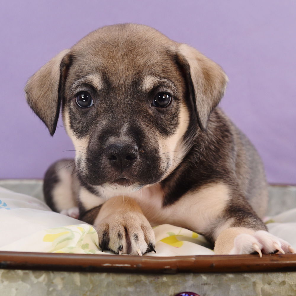 adoptable Dog in Englewood, CO named Mama Freya Pup - Skadi