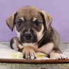 adoptable Dog in  named Mama Freya Pup - Skadi