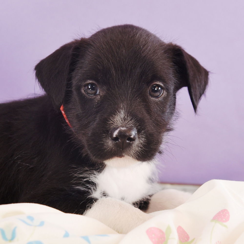 adoptable Dog in Englewood, CO named Mama Freya Pup -  Fulla