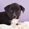 adoptable Dog in  named Mama Freya Pup -  Fulla