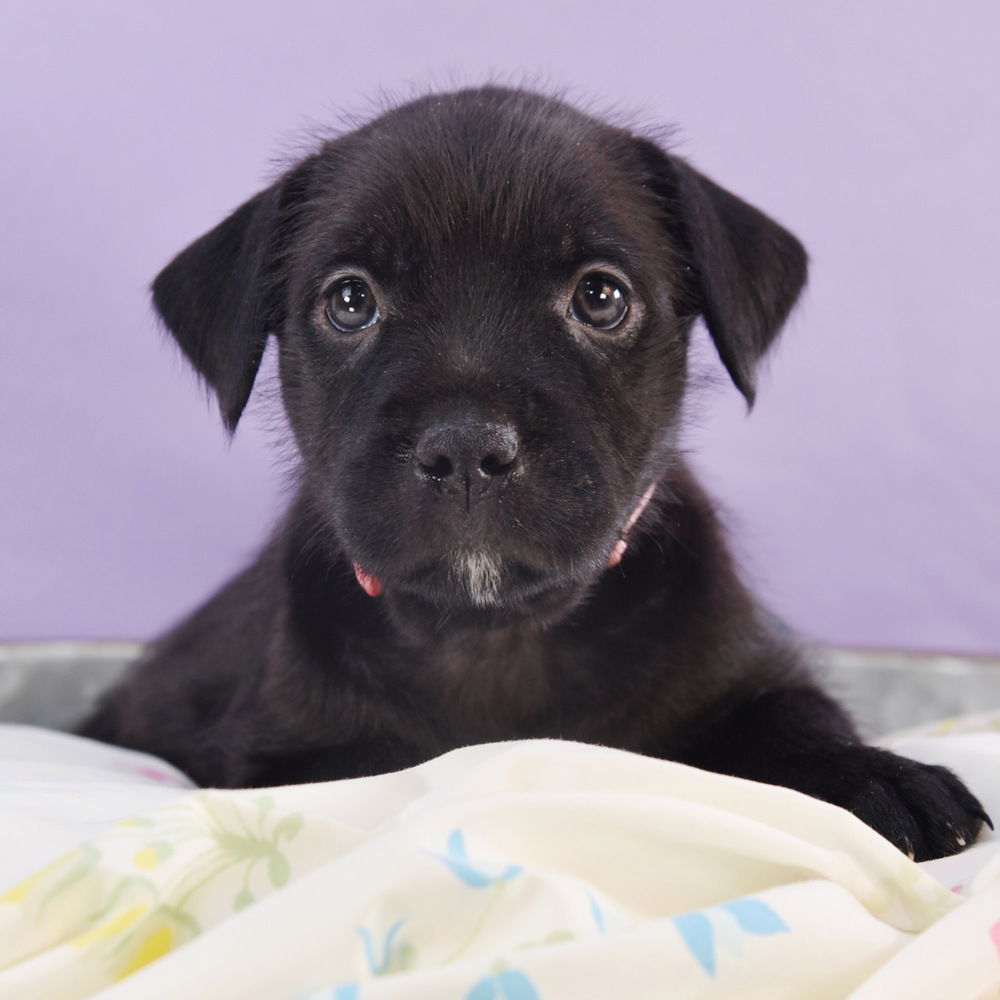 adoptable Dog in Englewood, CO named Mama Freya Pup - Saga