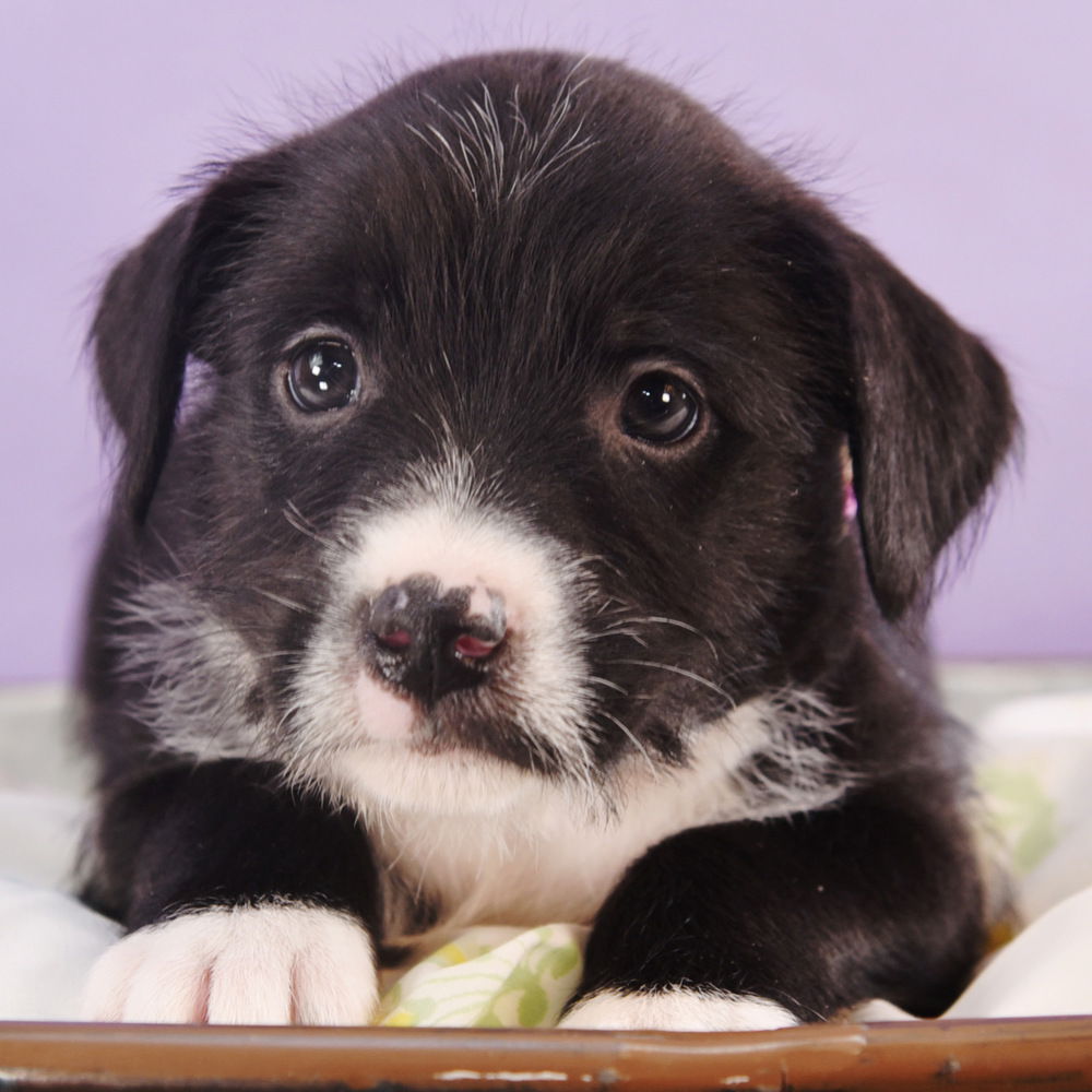 adoptable Dog in Englewood, CO named Mama Freya Pup -  Syn