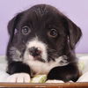 adoptable Dog in  named Mama Freya Pup -  Syn