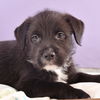 adoptable Dog in  named Mama Freya Pup -  Loki