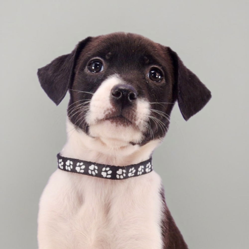 adoptable Dog in Englewood, CO named Colorado Trees - Aspen