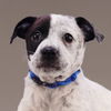 adoptable Dog in , CO named Colorado Trees - Blue Spruce