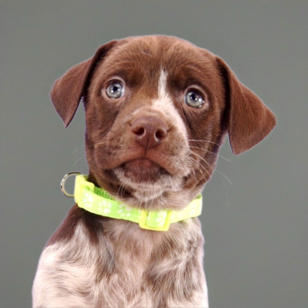 adoptable Dog in Englewood, CO named Colorado Trees - Cottonwood