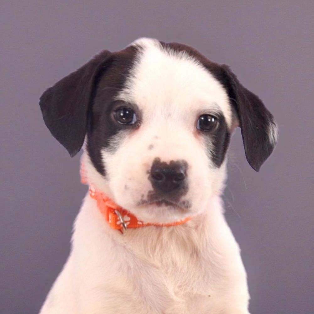 adoptable Dog in Englewood, CO named Colorado Trees - Lodgepole